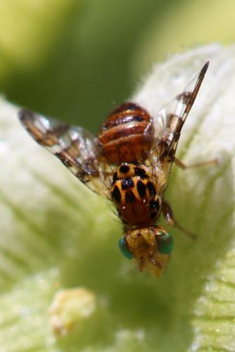 Réf. 257 377 : Goniglossum wiedemanni
